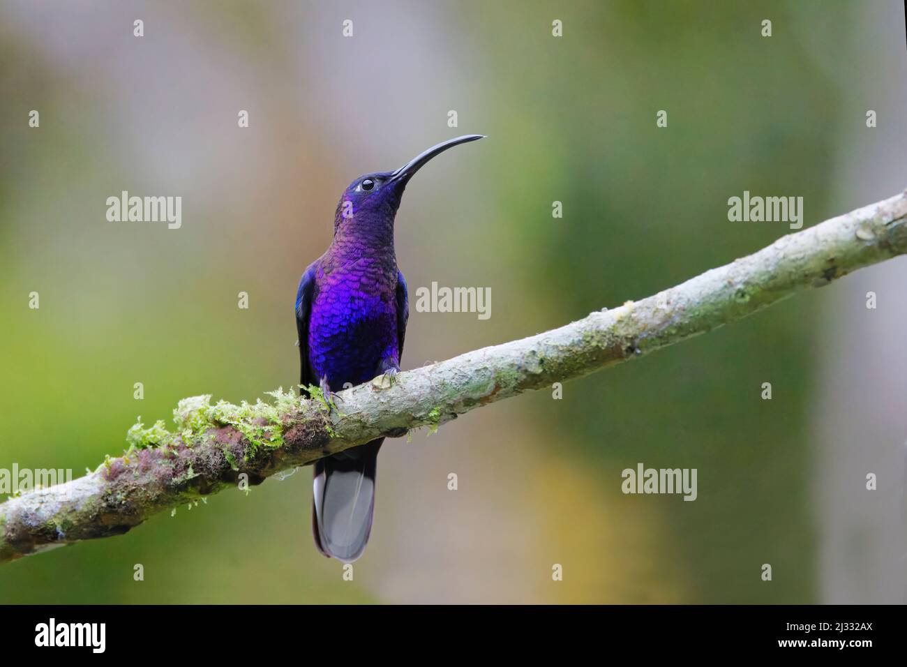 Colibri de Sabréwing violet – Campylopterus hemileucurus perché Alajuela, Costa Rica BI033462 Banque D'Images