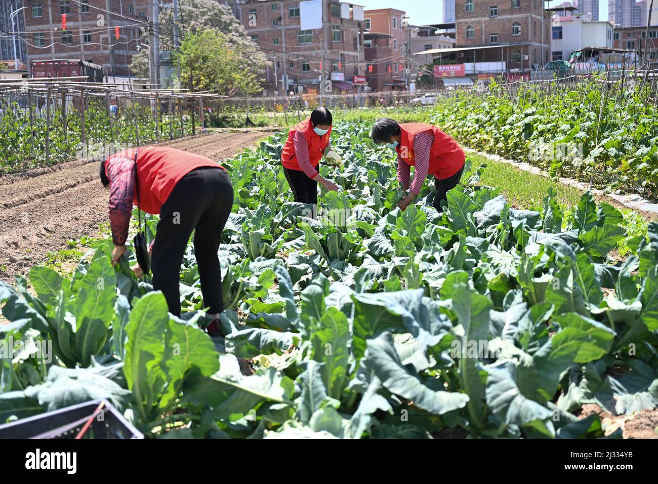 (220405) -- QUANZHOU, le 5 avril 2022 (Xinhua) -- des bénévoles cueillir des légumes pour cuisiner dans la communauté de Xinbu à Quanzhou, dans la province de Fujian, dans le sud-est de la Chine, le 5 avril 2022. Un groupe de pannies locales, avec un âge moyen de plus de 70 ans, se sont volontaires pour cuisiner et livrer des repas aux travailleurs essentiels de première ligne à Quanzhou dans le cadre de la dernière résurgence de COVID-19. Ils ont préparé plus de 1 000 repas emballés jusqu'à présent. (Photo de Zhou Yi/Xinhua) Banque D'Images