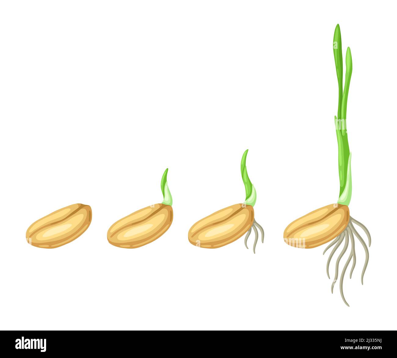 Stades de germination des graines pour semis. Illustration de la ...