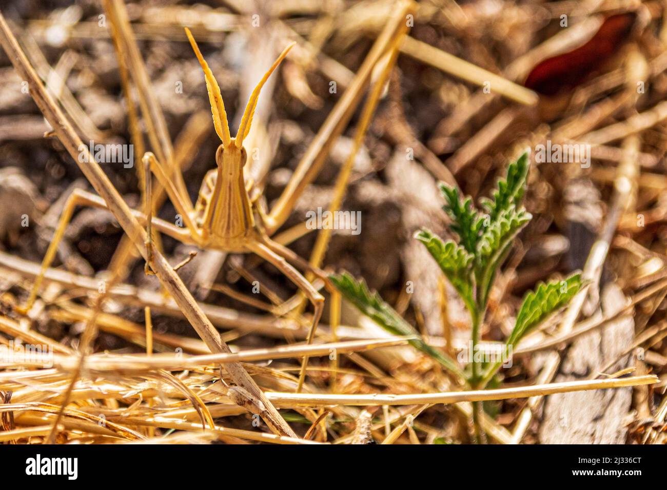Truxalis nasuta. Sauterelles à face oblique Banque D'Images