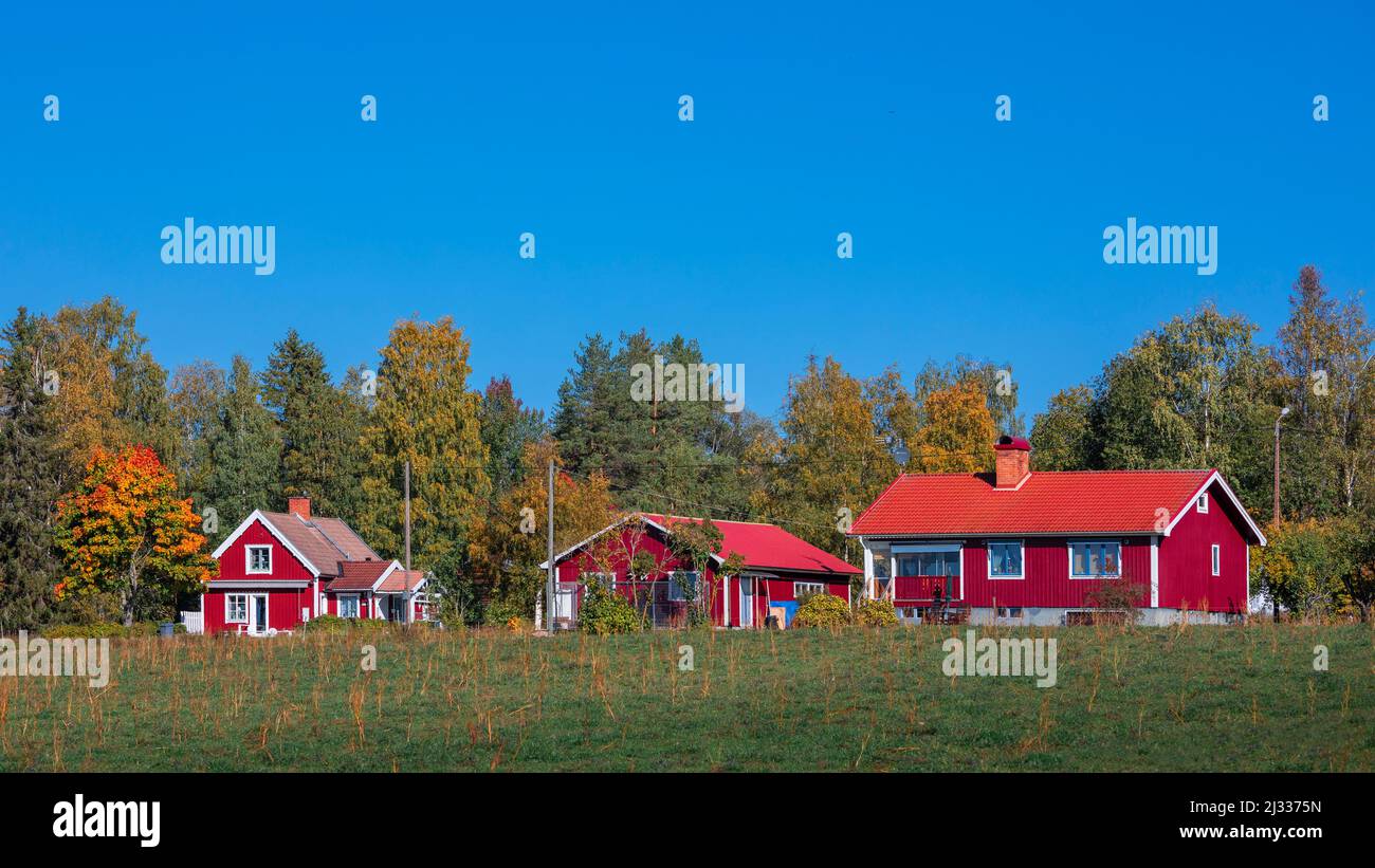 Maison suédoise rouge avec arbre avec feuilles d'automne à Dalarna, Suède Banque D'Images