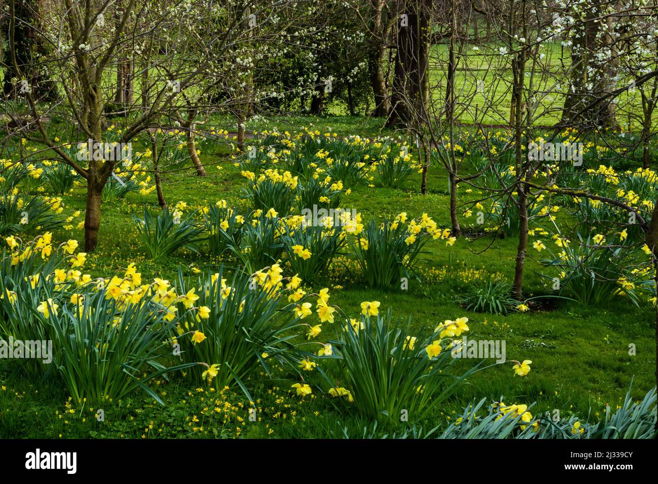 Jonquilles poussant dans une zone boisée dans le domaine de Goldsborough Hall dans le North Yorkshire. Banque D'Images