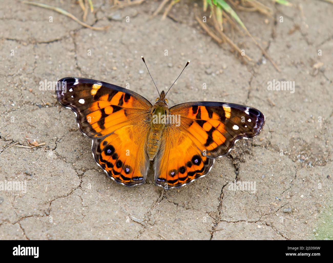 Papillon de dame peint à l'américaine avec ailes ouvertes Banque D'Images