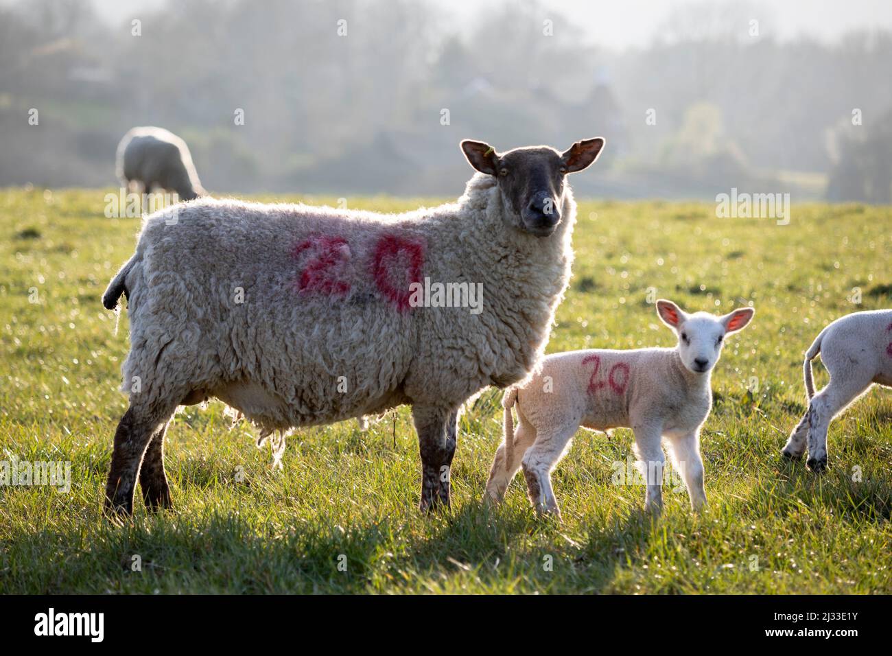 Brebis et agneau en soirée soleil de printemps, Burwash, East Sussex, Angleterre, Royaume-Uni, Europe Banque D'Images