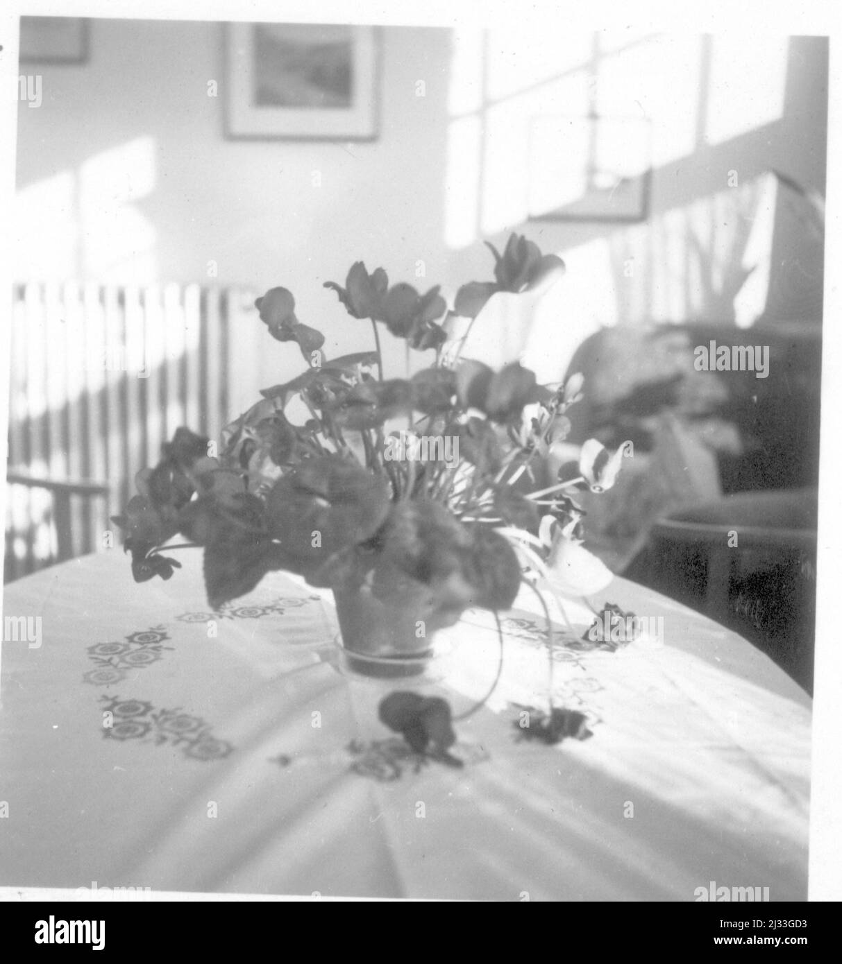 Winterahympiade 1936. Albums photo d'EVA Braun, env. 1913 - env. 1944. Ces albums sont attribués à Eva Braun (quatre sont revendiqués par son amie Herta Schneider, née Ostermeyer) et documentent sa vie de ca. 1913 à 1944. Il y a de nombreuses photos d'Eva, de ses sœurs et de leurs enfants, d'Herta Schneider et de ses enfants, ainsi que des photos des vacances d'Eva, des membres de sa famille et des amis. On y trouve également des photographies prises par et d'Eva Braun au chalet hitlérien Berghof (ou Kehlstein), des photographies d'Hitler et de son entourage, des visiteurs de Berghof et du paysage autour de Berchtesgaden, et quelques s Banque D'Images