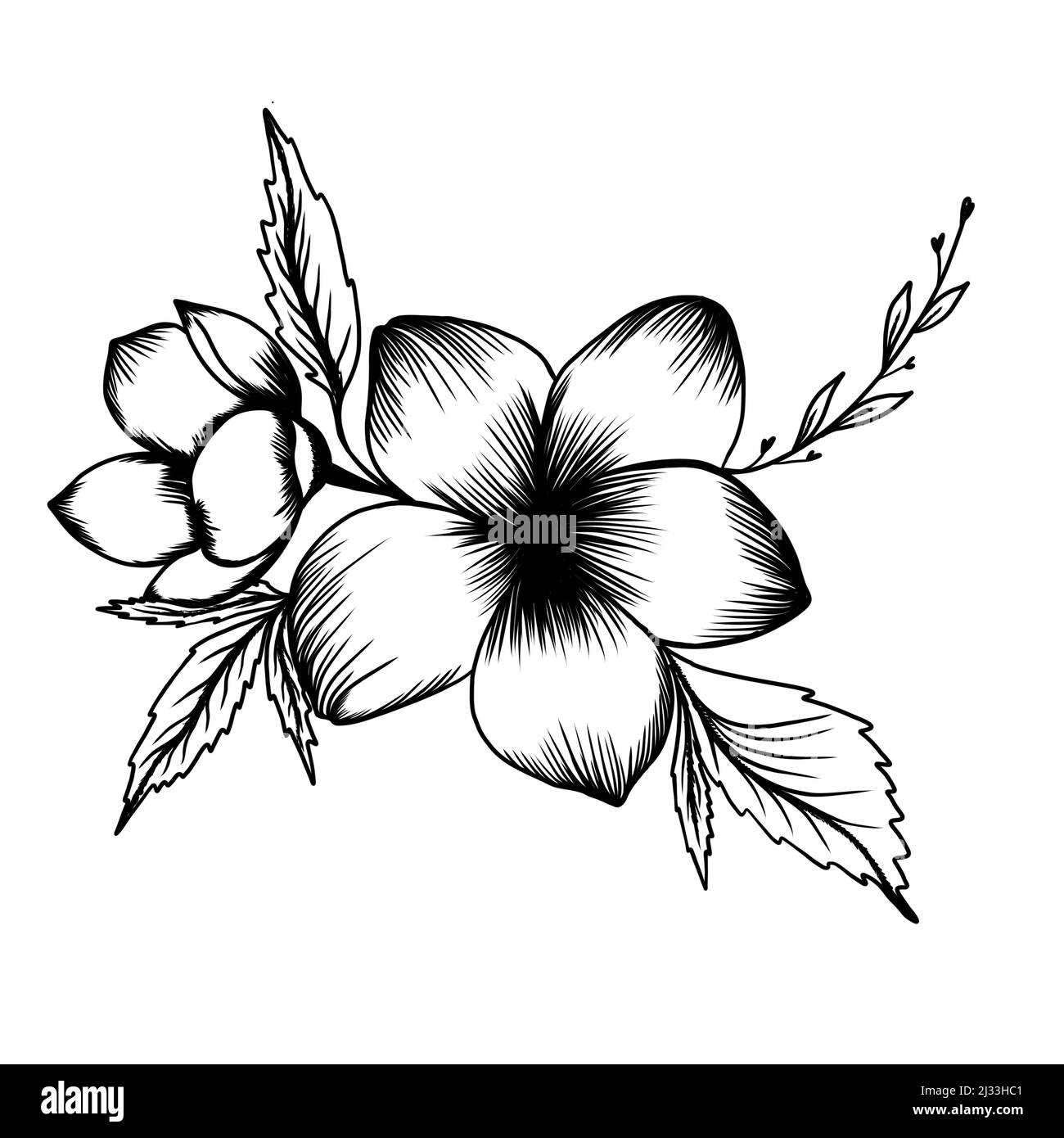 esquisse détaillée de fleurs tropicales avec feuilles, idée de tatouage botanique Banque D'Images