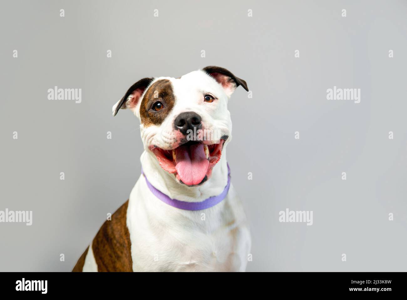 Joli staffordshire terrier en studio sur fond gris. Chien domestique posé sur toile de fond. Chien de secours de PIT MIX. Banque D'Images