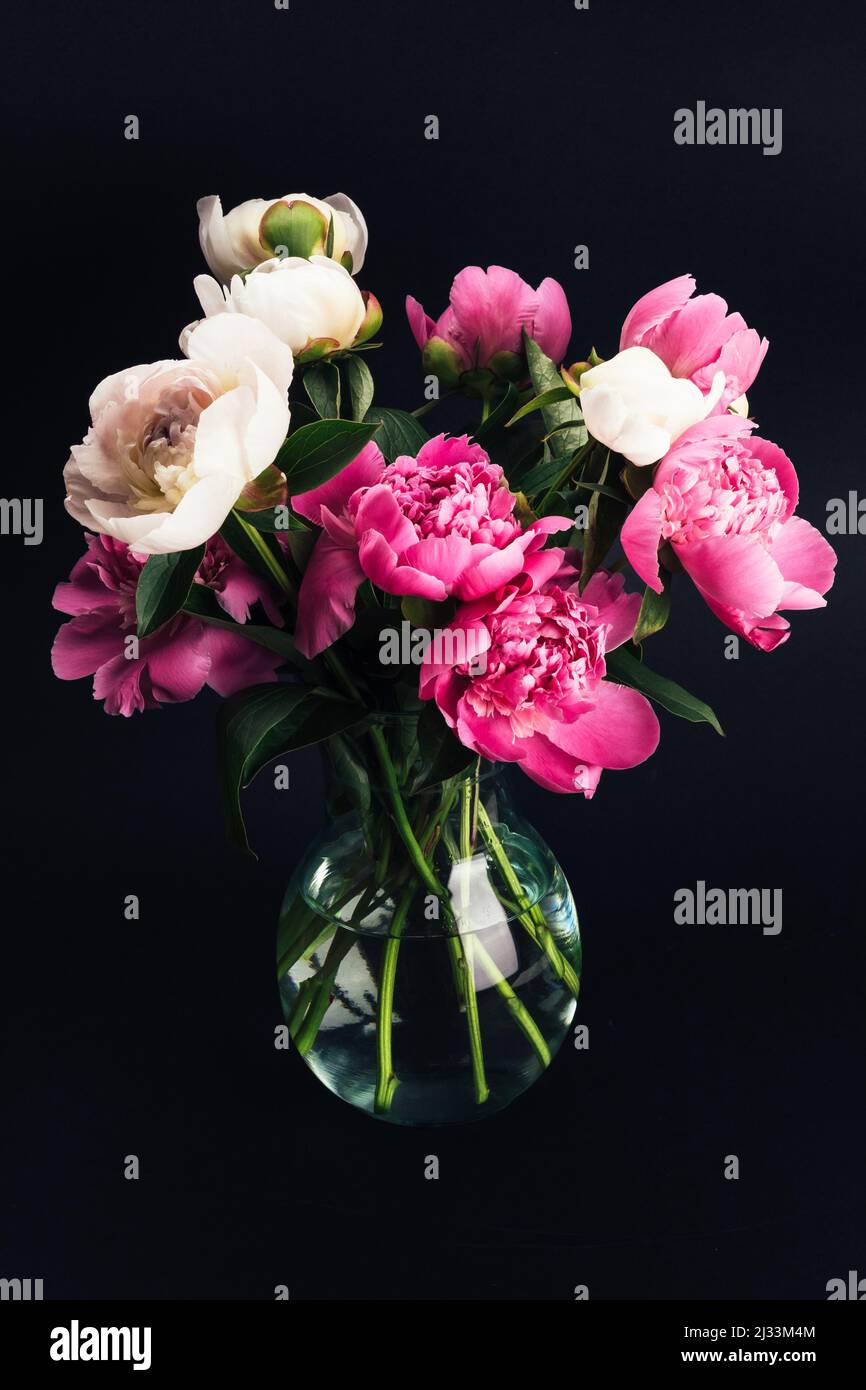 Bouquet de pivoines roses et blanches dans un vase en verre sur fond noir.Motif carte à fleurs.Mise au point sélective Banque D'Images