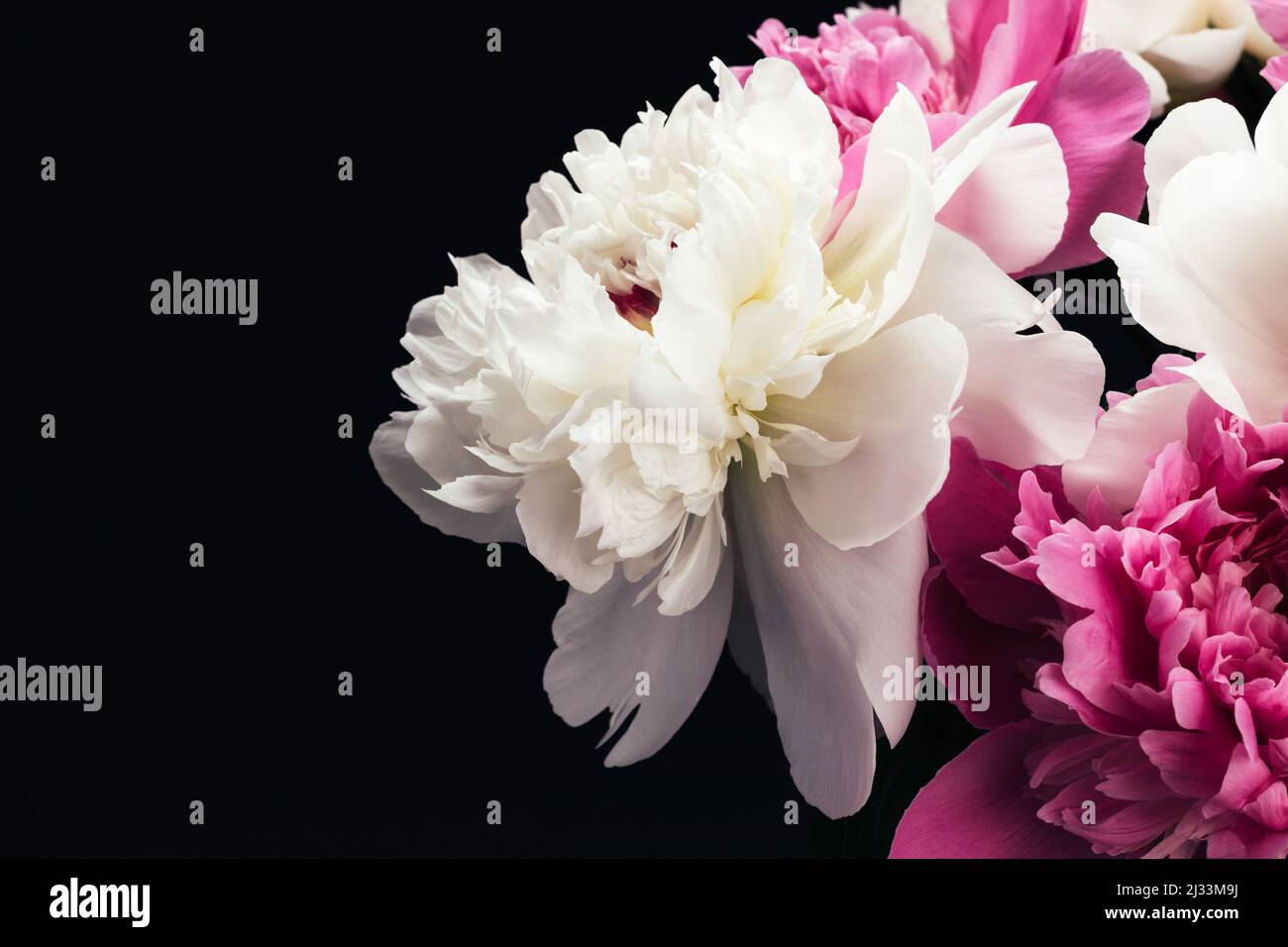 Bouquet luxuriant de pivoines roses et blanches sur fond noir. Motif carte à fleurs. Mise au point sélective Banque D'Images
