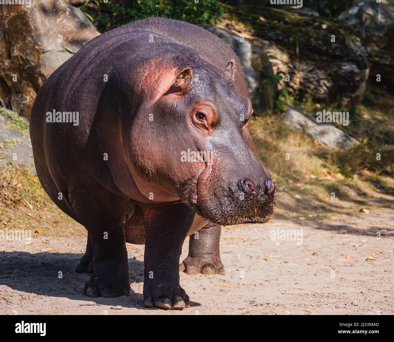 Vue frontale d'un hippopotame géant mature Banque D'Images