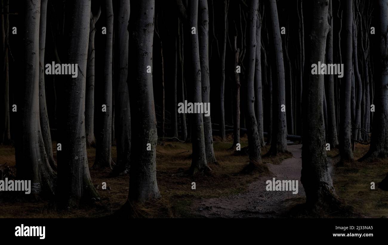 Petit chemin dans la forêt côtière sombre, Forêt fantôme, Nienhagen, Mecklenburg-Ouest Pomerania, Allemagne Banque D'Images