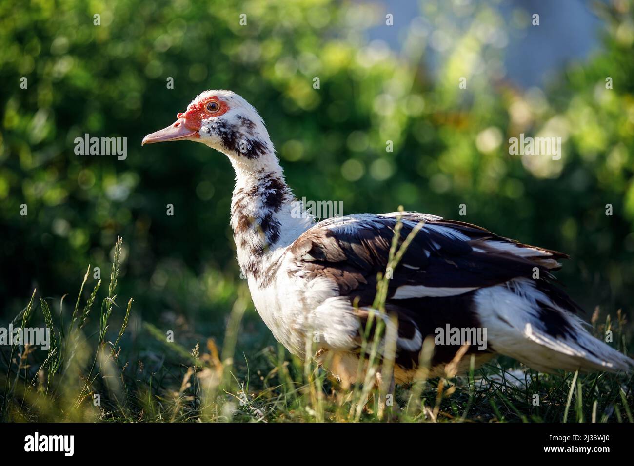 Un canard de musc blanc-brun varié se dresse sur l'herbe dans un fond vert de beau bokeh. Banque D'Images