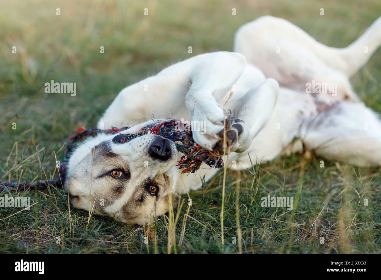 Le chien se trouve dans la prairie sur son dos, tient une corde dans ses pattes et joue avec elle. Banque D'Images