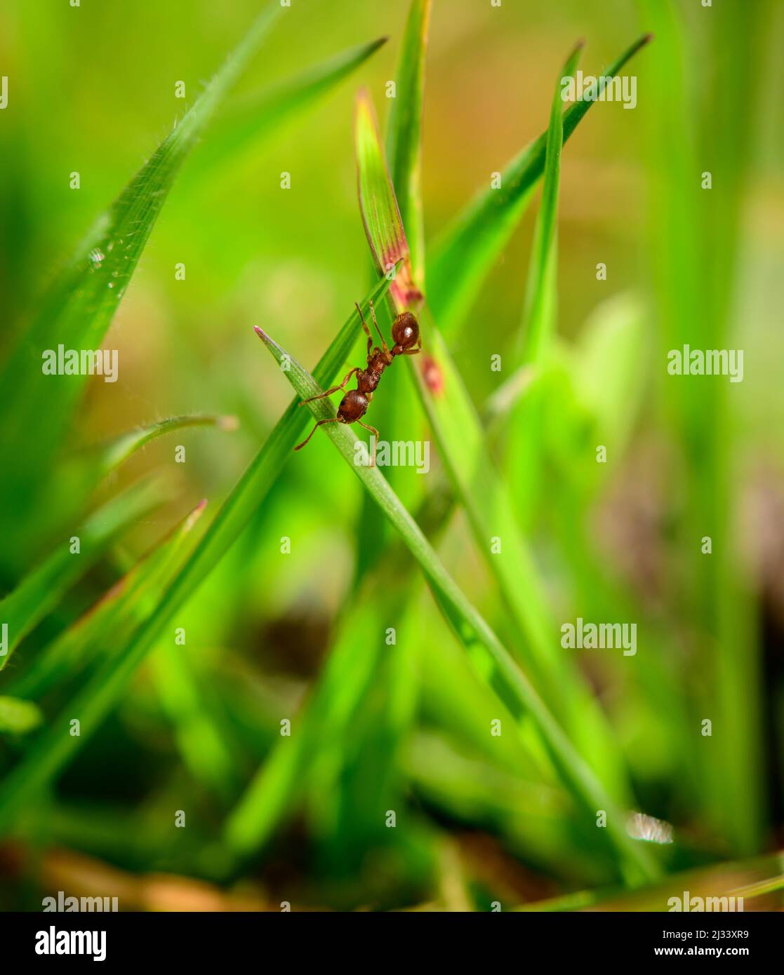 Gros plan d'un fourmi rouge dans l'herbe au printemps - East Sussex, Royaume-Uni Banque D'Images