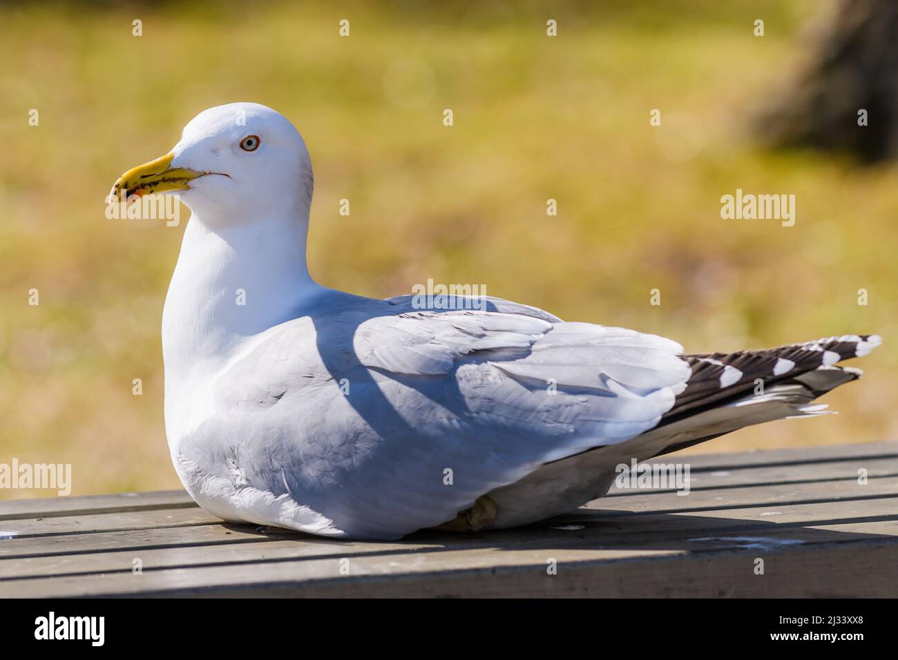 Photo à mise au point sélective. Goéland de hareng européen sur banc dans le parc. Larus argentatus. Banque D'Images