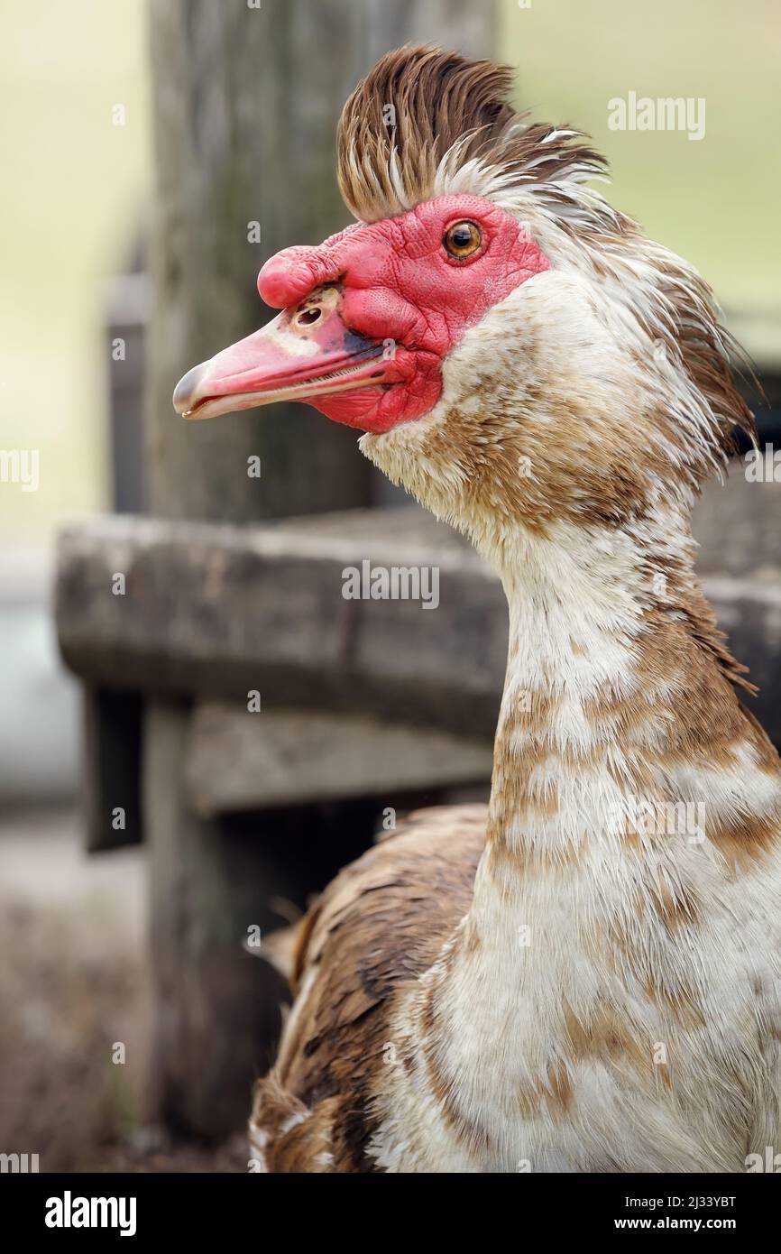 Portrait d'un mâle de canard musqué brun avec soies et plumes de crête en élévation. Tête d'une moschata de Cairina avec des caroncles rouges. Banque D'Images
