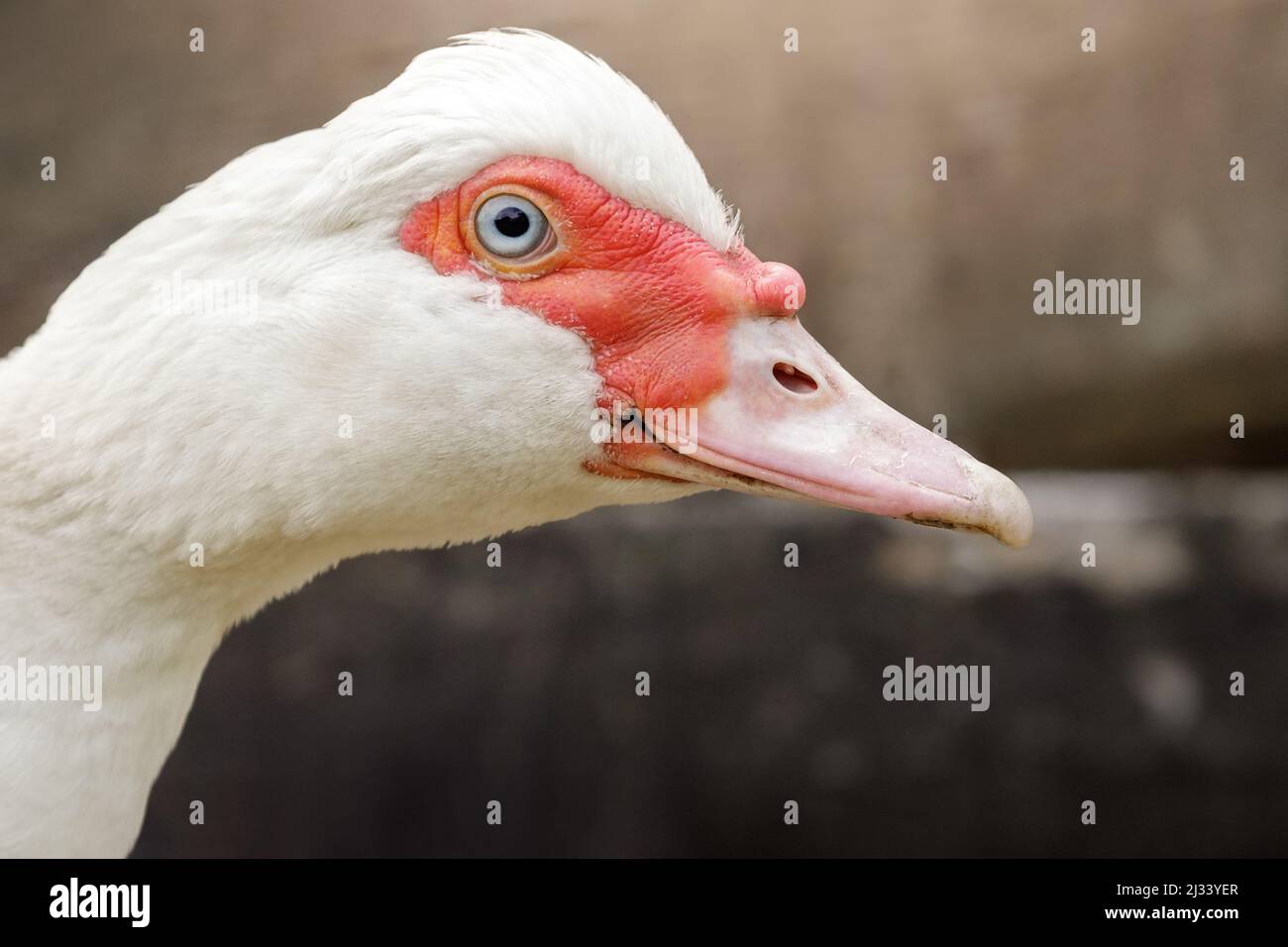 Gros plan du visage de canard musqué blanc en profil. Les détails du visage d'oiseau sont clairement visibles, sur fond marron flou. Banque D'Images