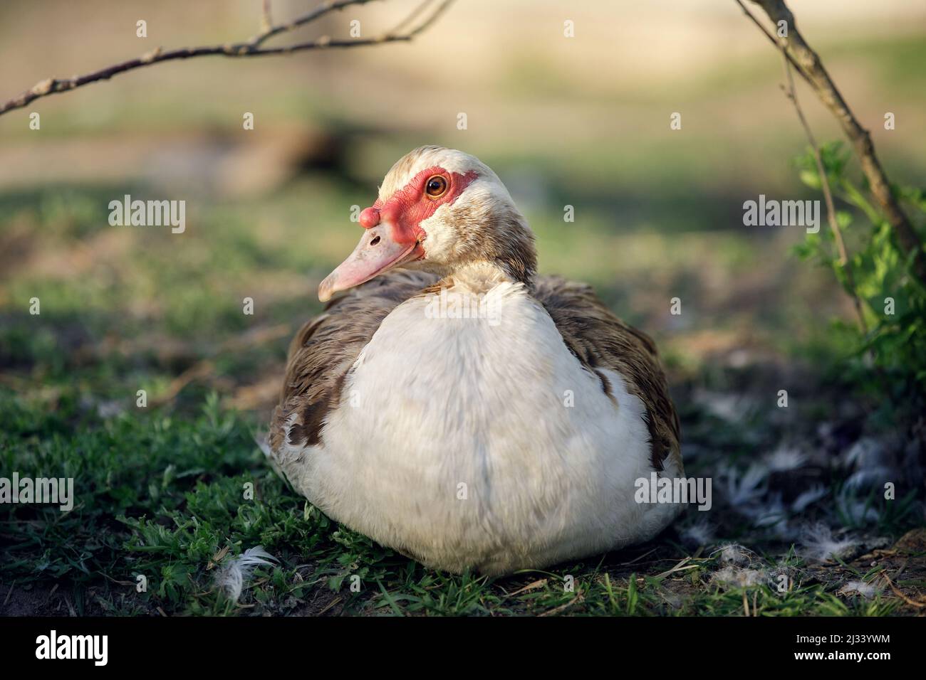 Un canard musqué calmement dans un jardin de campagne avec une belle toile de fond Banque D'Images