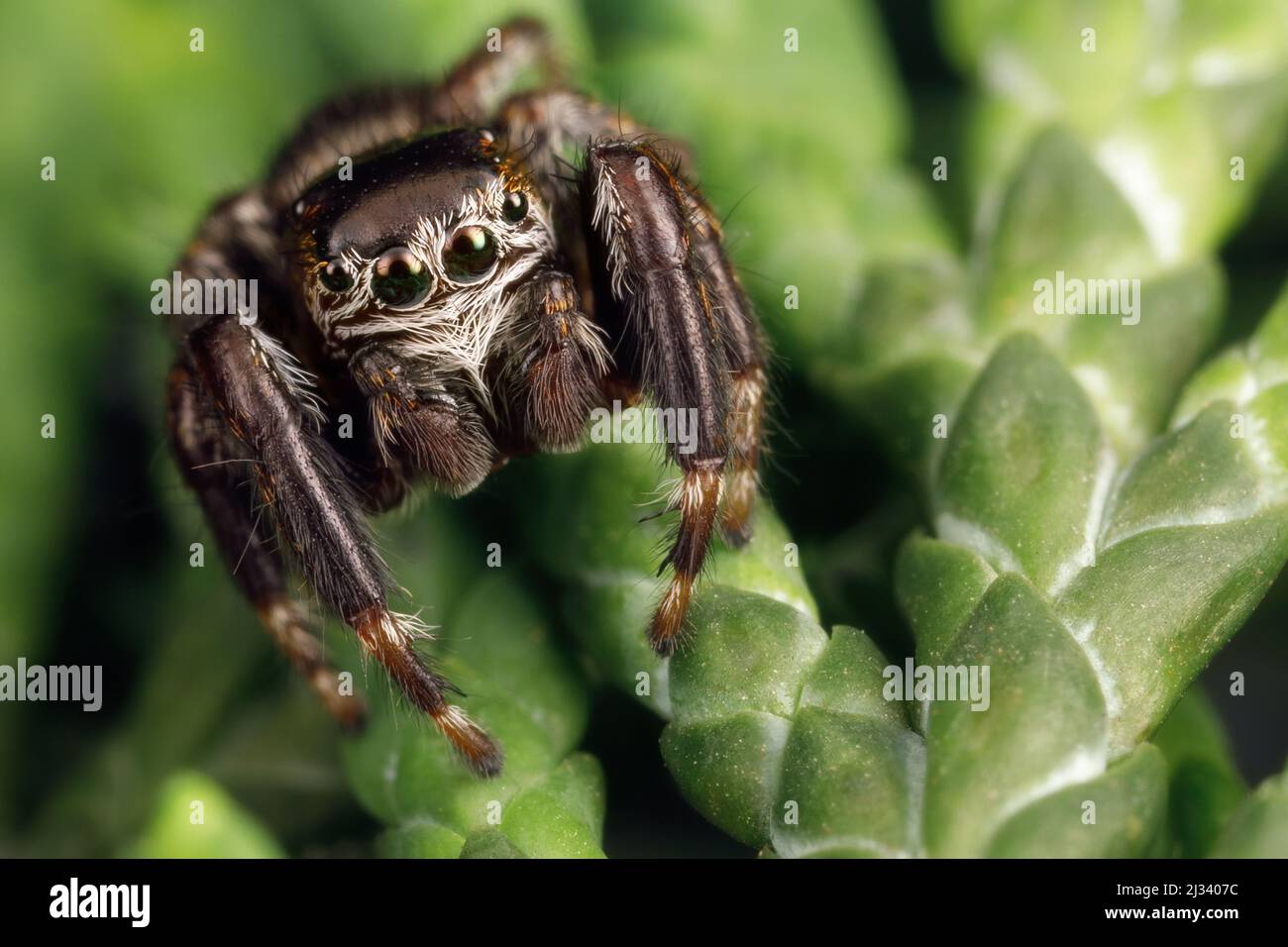 Une araignée noire et velue se trouve sur une brindille de thuya et montre les détails des yeux. Gros plan sur l'insecte Banque D'Images