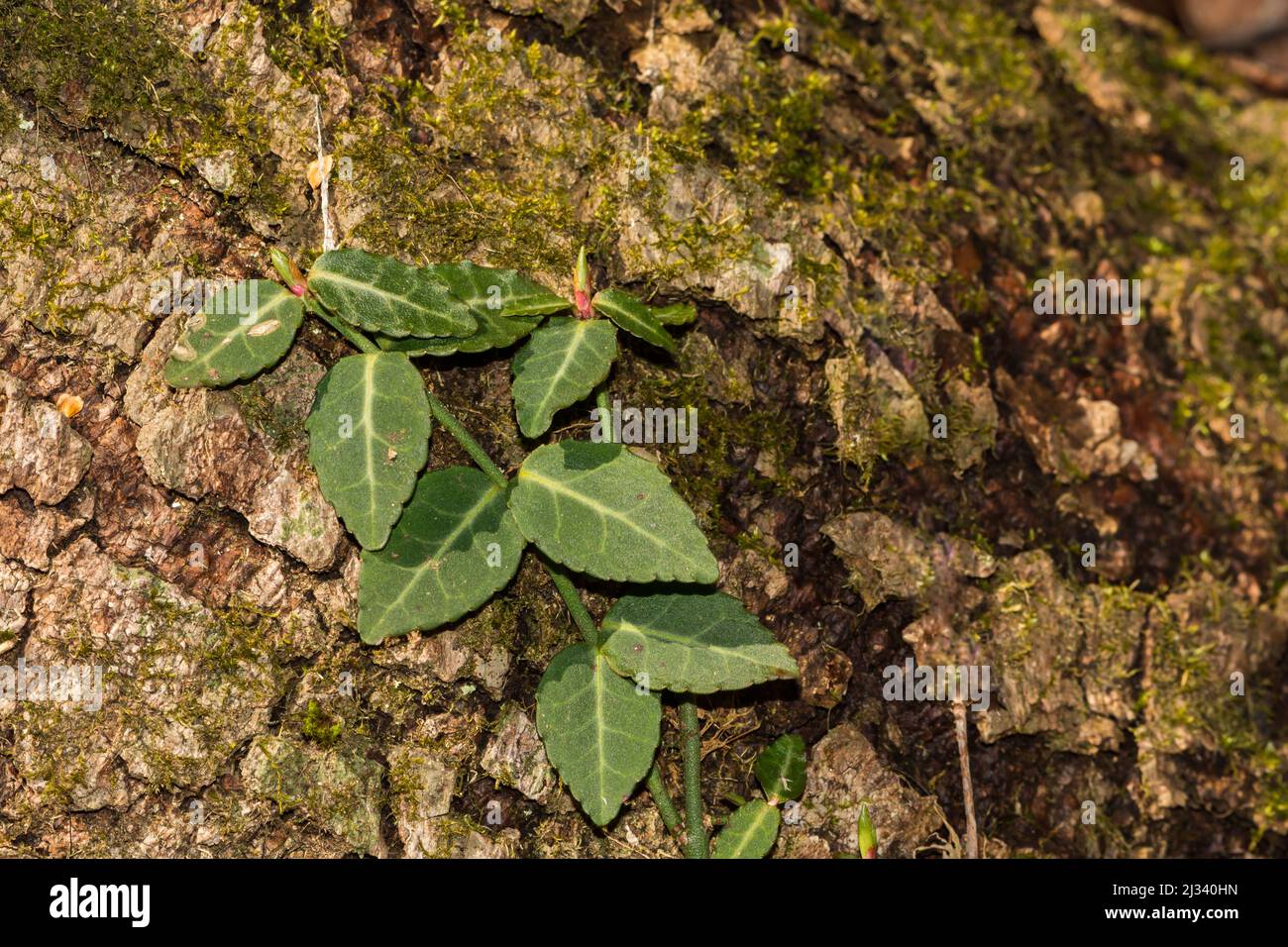 La broche de fortune - Euonymus fortunei Banque D'Images