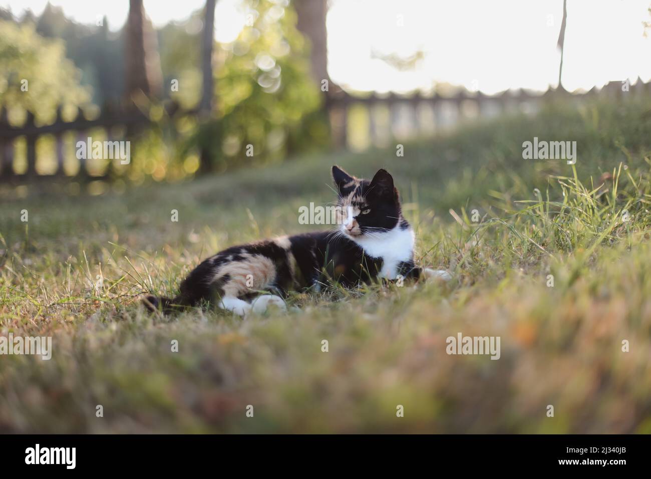 Chat Calico coloré drôle dans l'herbe sous un soleil éclatant. Chat domestique moelleux couché à l'extérieur Banque D'Images