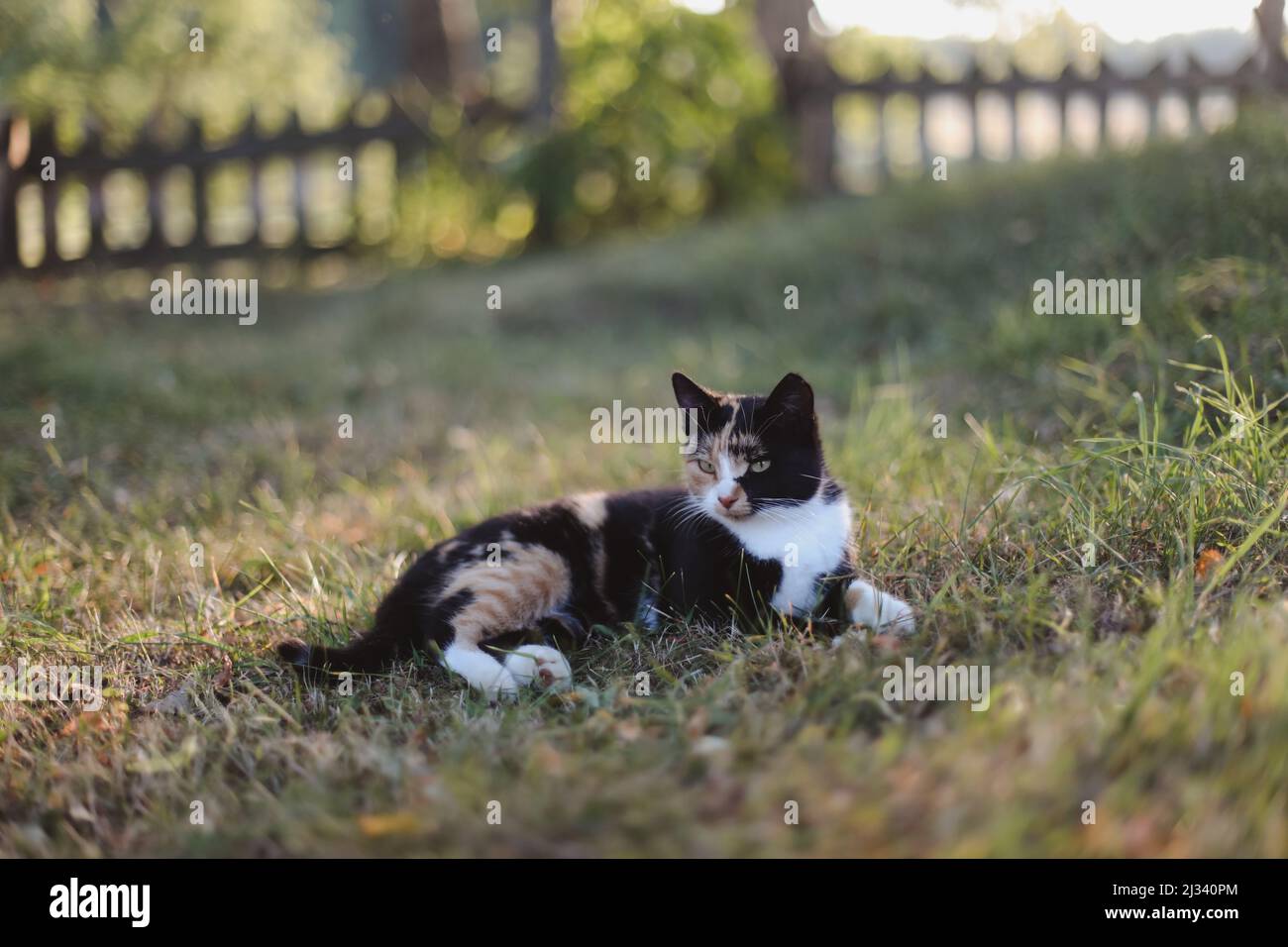 Chat Calico coloré drôle dans l'herbe sous un soleil éclatant. Chat domestique moelleux couché à l'extérieur Banque D'Images