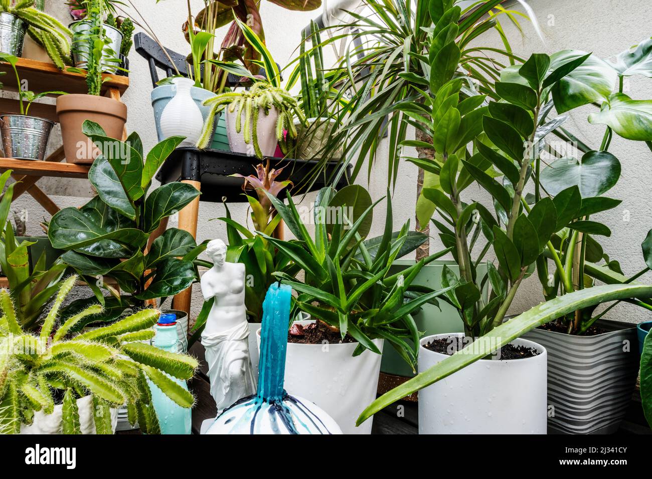 Ensemble de plantes décoratives d'intérieur assorties avec cactus, pachira aquatica, palam, olive, croton petra et pots Banque D'Images