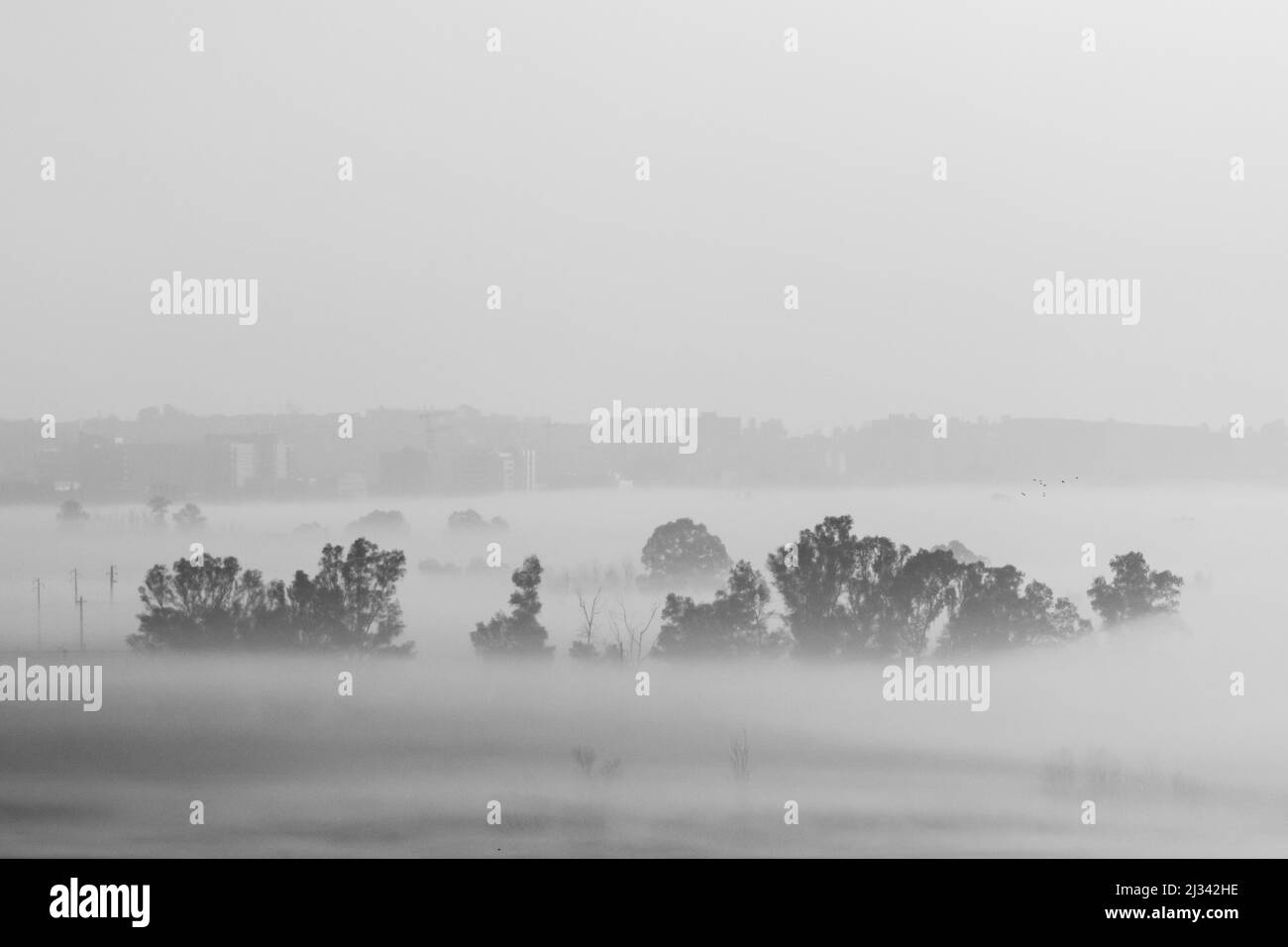 Vue sur une forêt et un paysage urbain dans un brouillard épais Banque D'Images