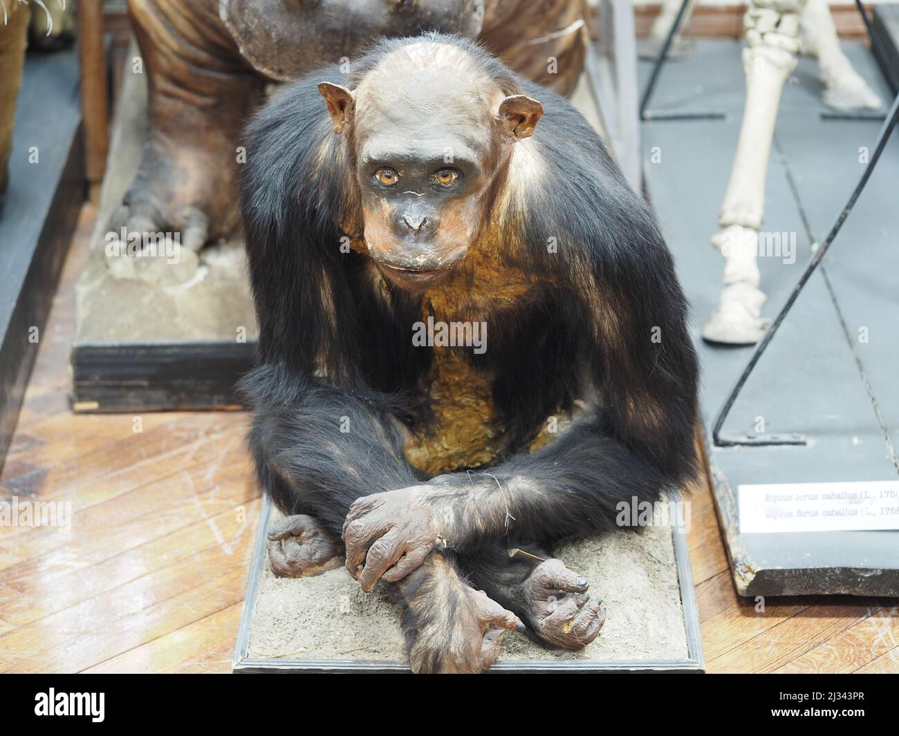 Le chimpanzé est ordinaire. Équipe primates. L'exposition du Musée zoologique. Banque D'Images