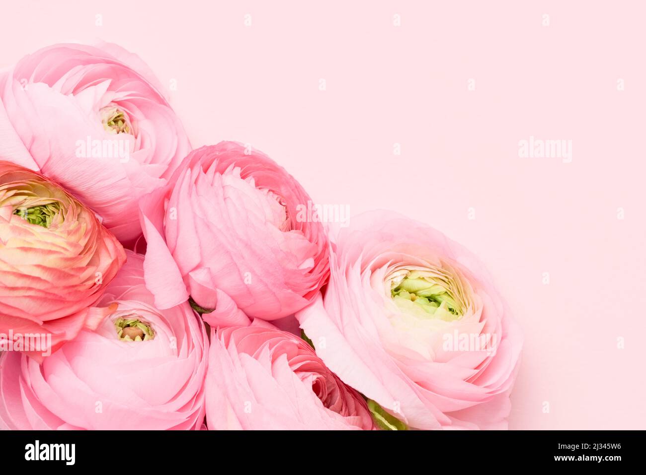 Bouquet de fleurs de ranunculus roses sur fond rose. Fête des mères, jour de la Saint-Valentin, concept d'anniversaire. Plan à plat, espace de copie pour le texte Banque D'Images