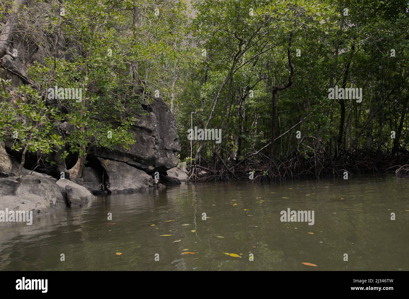 Mangroves de Langkawi Banque D'Images