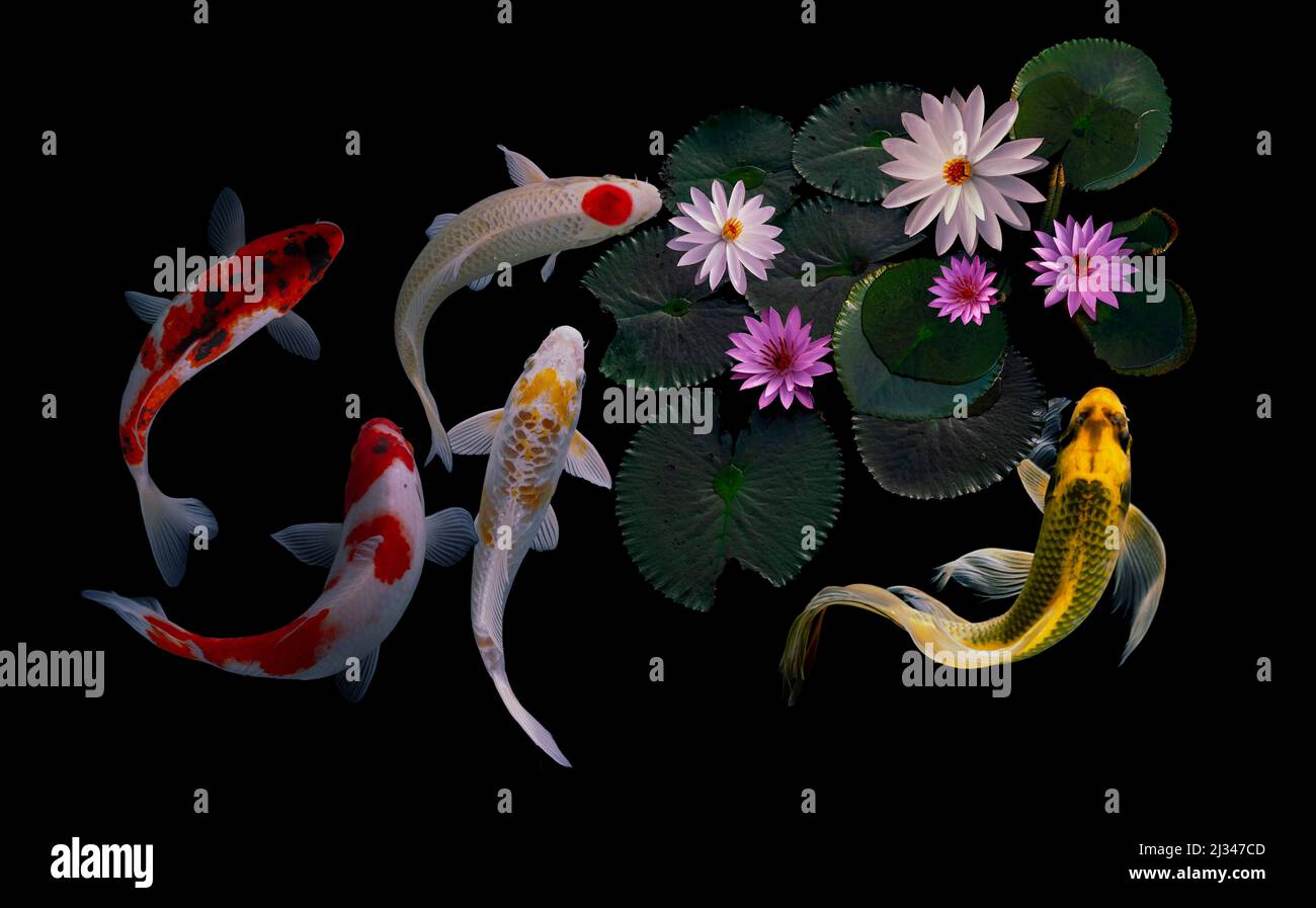 koï, fleurs et feuilles de lotus Banque D'Images