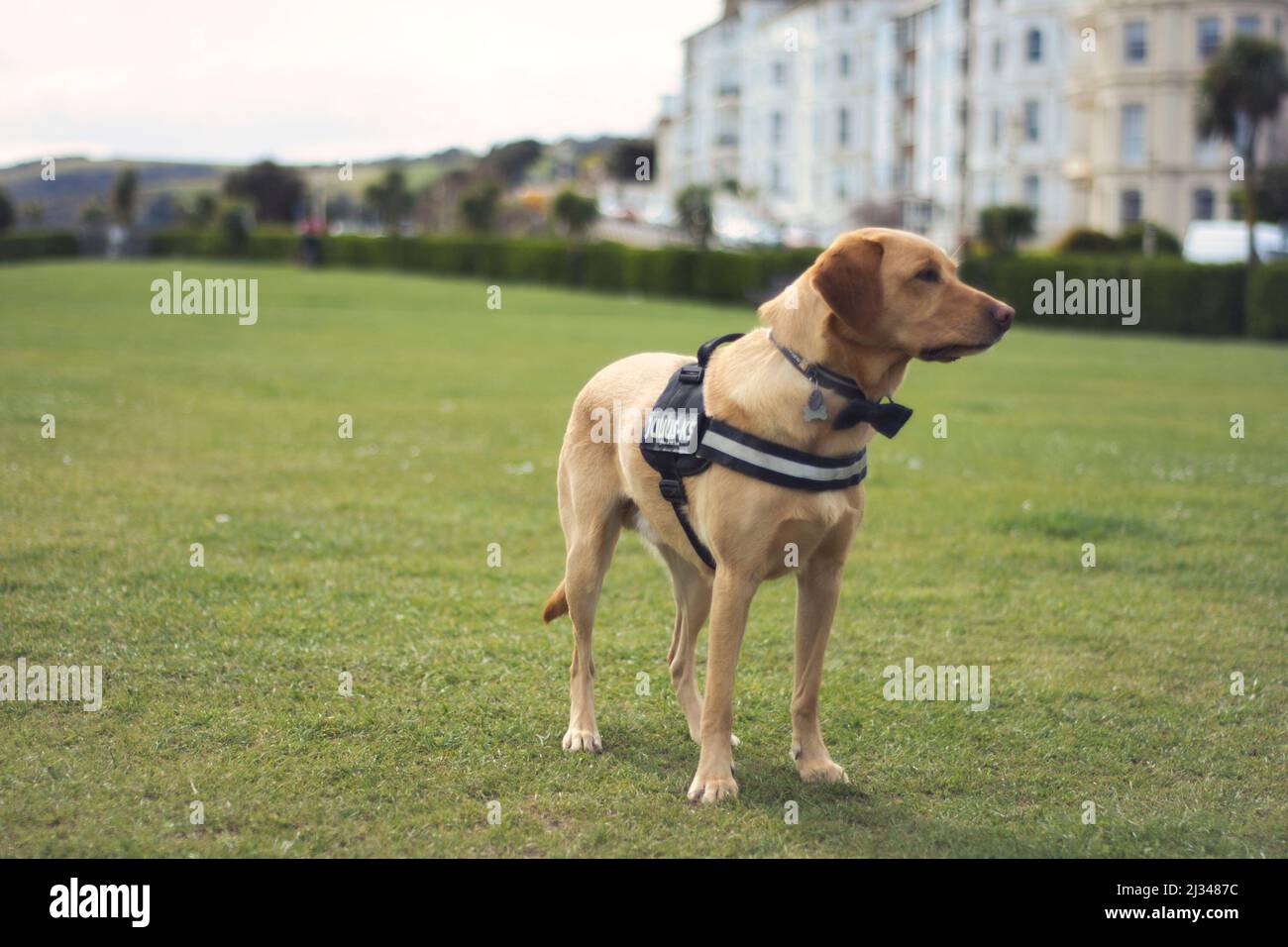 Le meilleur ami de l'homme, un chien loyal et aimant portant un noeud papillon sur les pelouses de l'Ouest, Eastbourne, Royaume-Uni. Banque D'Images