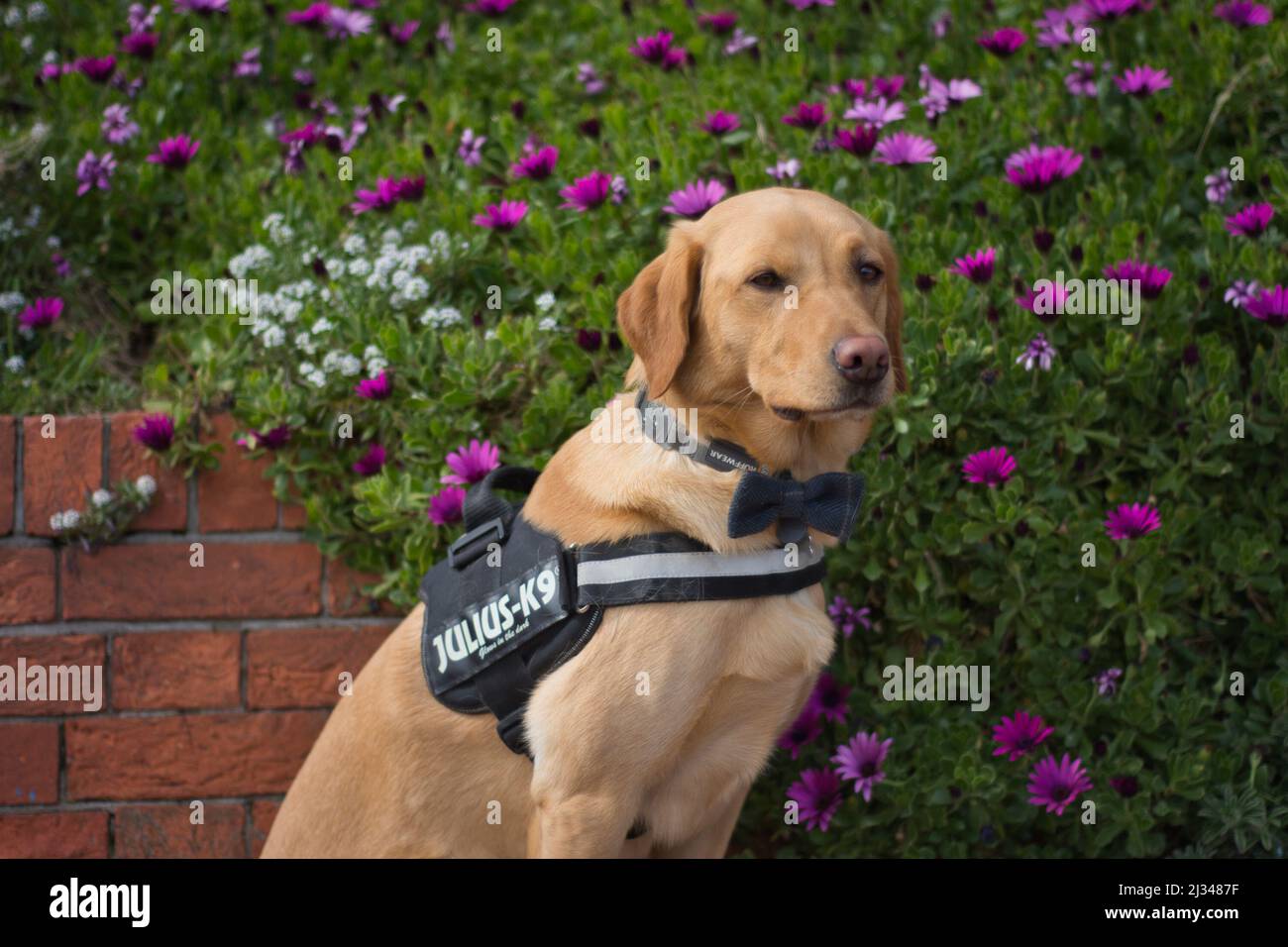 Le meilleur ami de l'homme, un chien loyal et aimant portant un noeud papillon devant un mur de fleurs à Eastbourne, au Royaume-Uni. Banque D'Images