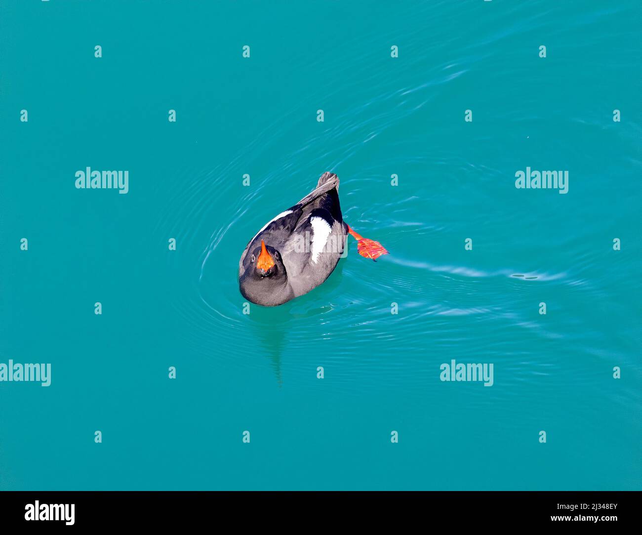 Pigeon Guillemot appelant la bouche large ouverte Banque D'Images