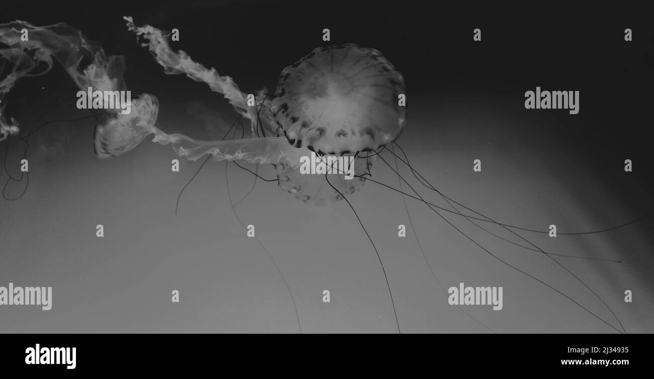 Méduses flottant dans un réservoir d'eau salée à l'aquarium, avec un filtre noir et blanc ou niveaux de gris. Banque D'Images