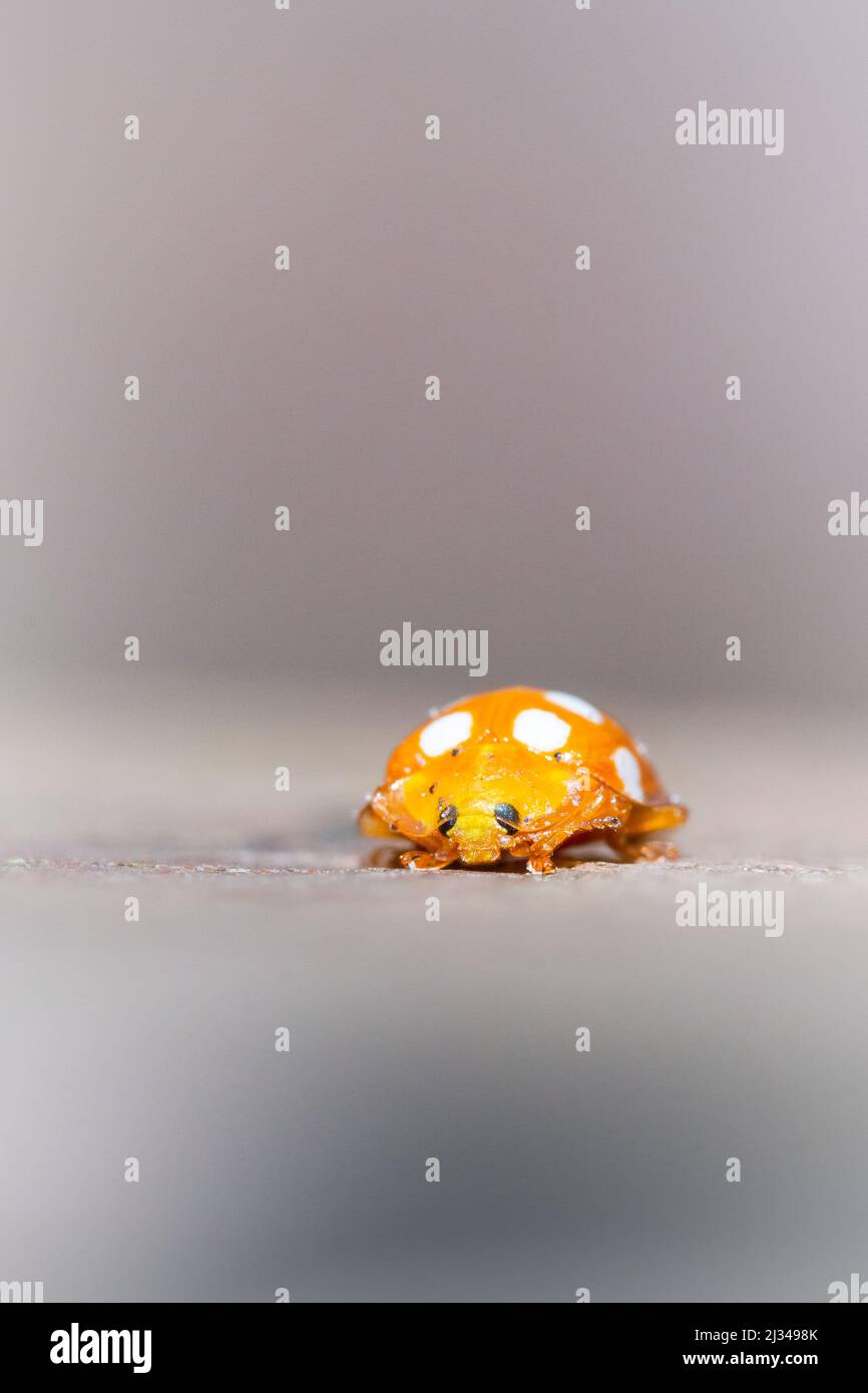 Prenez la photo de la coccinelle orange vif et blanche d'Orange (Halyzia sedécimguttata assis sur une clôture à Horner Wood, West Somerset Banque D'Images