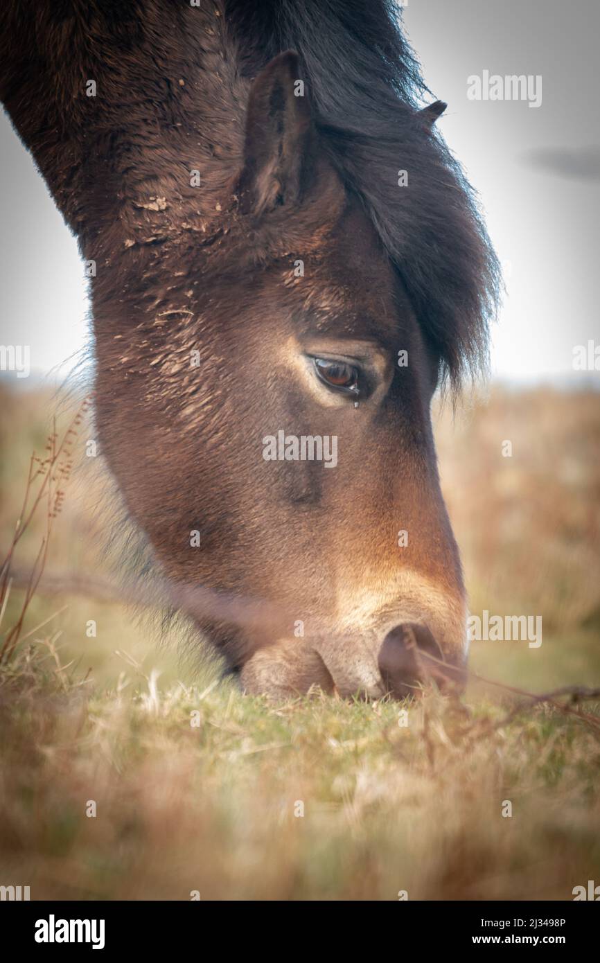 Un poney Exmoor (Equus ferus caballus) se dresse à flanc de colline à Cothelstone Hill, Quantocks, West Somerset Banque D'Images
