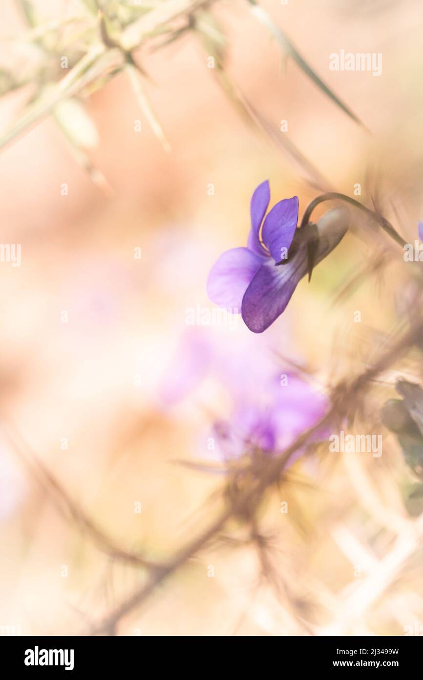 Dans la sous-croissance de l'ancienne forêt à Hawkcombw bois pousser les petites fleurs pourpres du chien violet (Viola riviniana) Banque D'Images