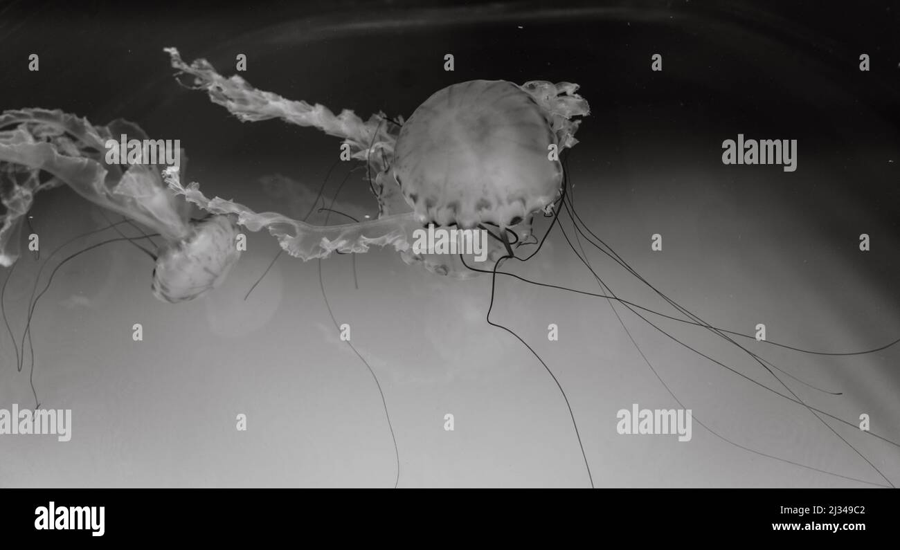 Méduses flottant dans un réservoir d'eau salée à l'aquarium, avec un filtre noir et blanc ou niveaux de gris. Banque D'Images