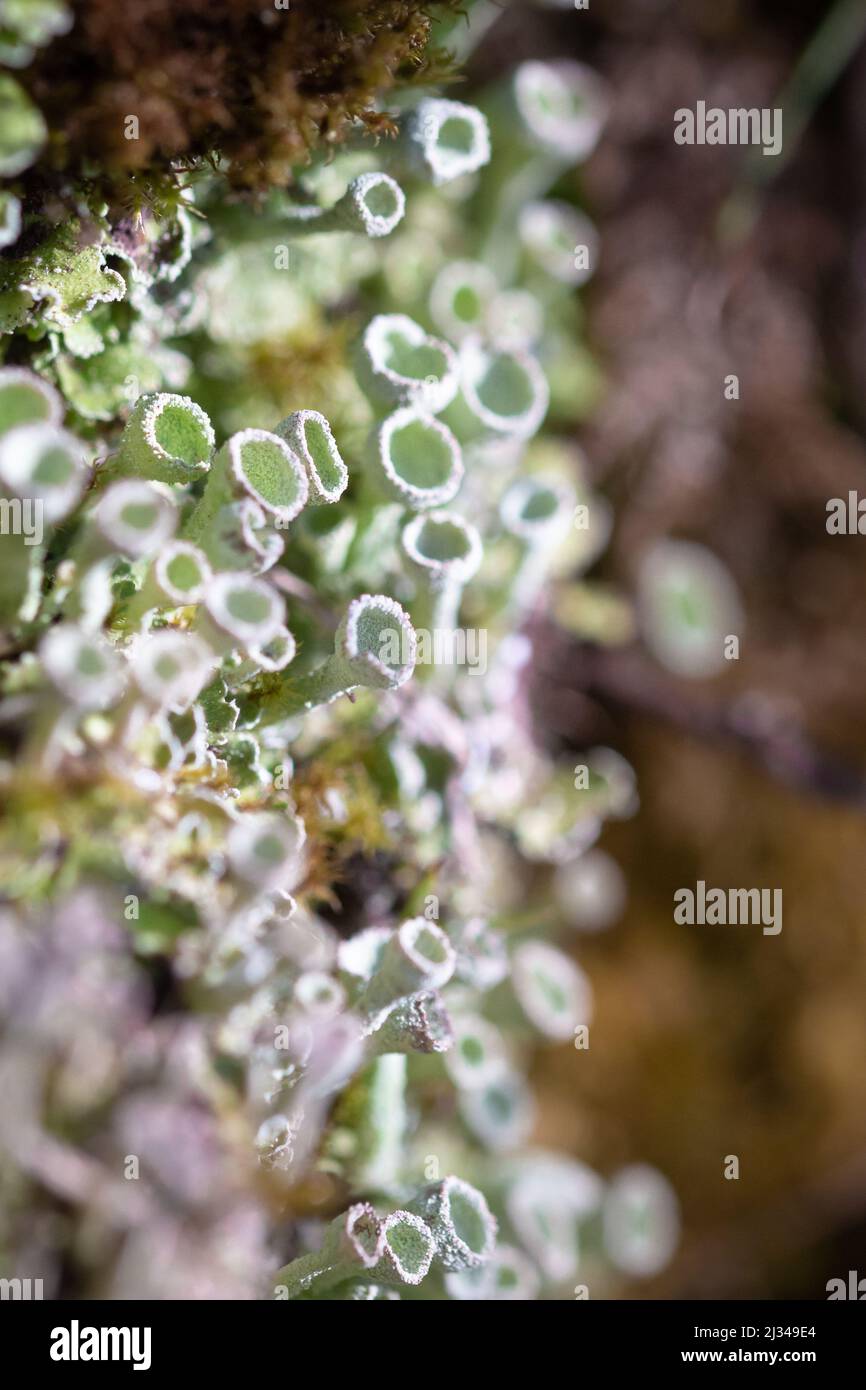 Les lichens comme les coupes de pixie (Cladonia asahinae) poussent en abondance autour de l'ancienne forêt de Hawkcombe, Somerset Banque D'Images