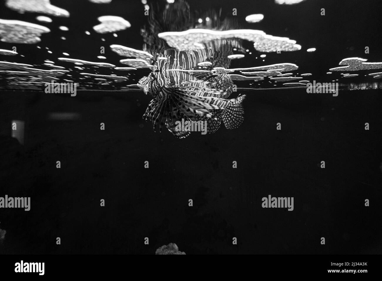 Photo d'un lionfish à la surface de l'eau, avec une réflexion. Banque D'Images