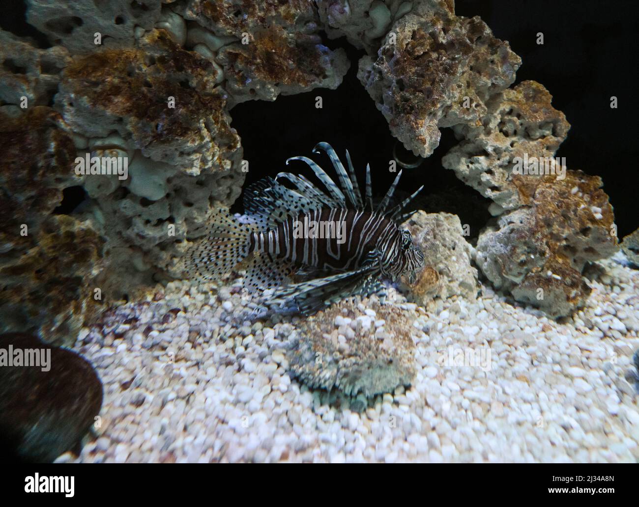 Le poisson Lion dans un aquarium d'eau salée, une espèce envahissante dans l'océan Atlantique. Banque D'Images