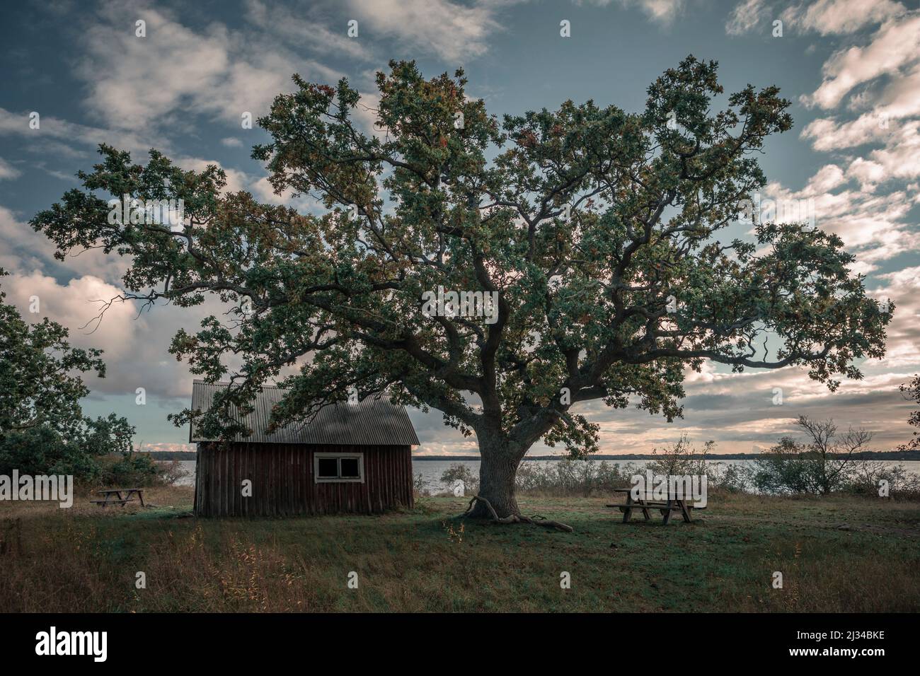 Hütte mit Baum im Norden der Insel Öland im Osten von Schweden Banque D'Images