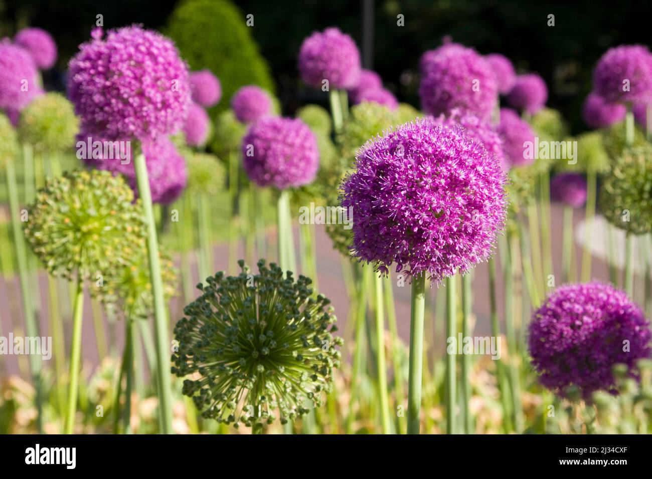 Fleurs violettes allium en gros plan Banque D'Images