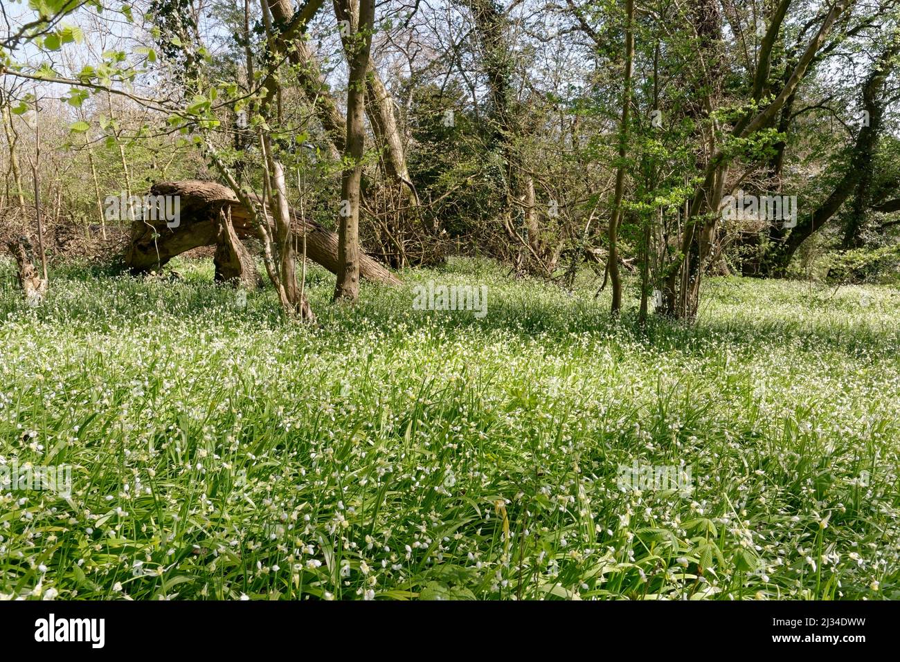 Leek à fleurs rares (Allium paradoxum) une espèce très envahissante, qui pousse dans un tapis dense et étouffant dans les bois, Claverton Down, Bath, Royaume-Uni, avril. Banque D'Images