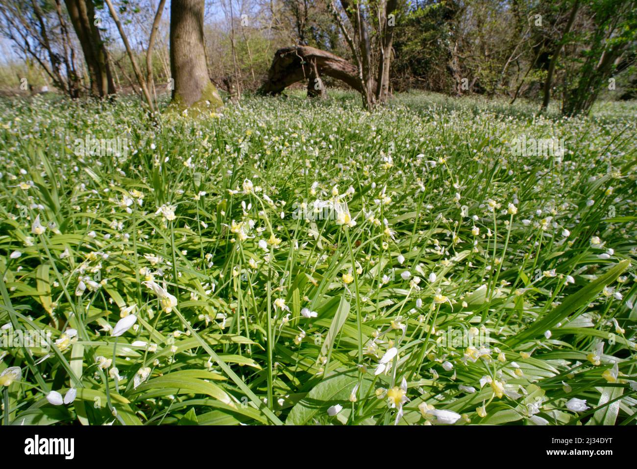 Leek à fleurs rares (Allium paradoxum) une espèce très envahissante, qui pousse dans un tapis dense et étouffant dans les bois, Claverton Down, Bath, Royaume-Uni, avril. Banque D'Images