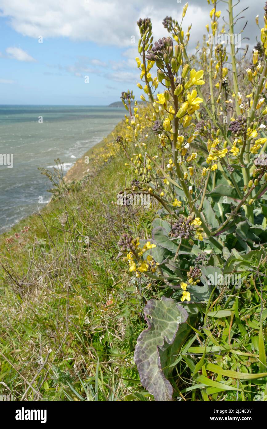 Les touffes de chou de mer (Brassica oleracea var. Oleracea) fleurissent sur le sommet de la falaise côtière, Durlston Country Park, Dorset, Royaume-Uni, mai. Banque D'Images