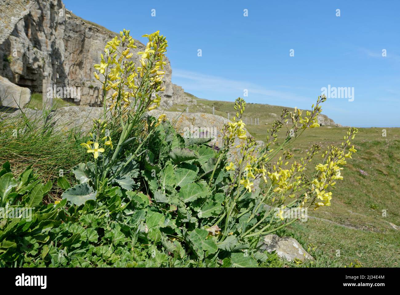 Les touffes de chou de mer (Brassica oleracea var. Oleracea) fleurissent sur la prairie côtière au sommet d'une falaise, Winspit Quarry, Dorset, Royaume-Uni, mai. Banque D'Images