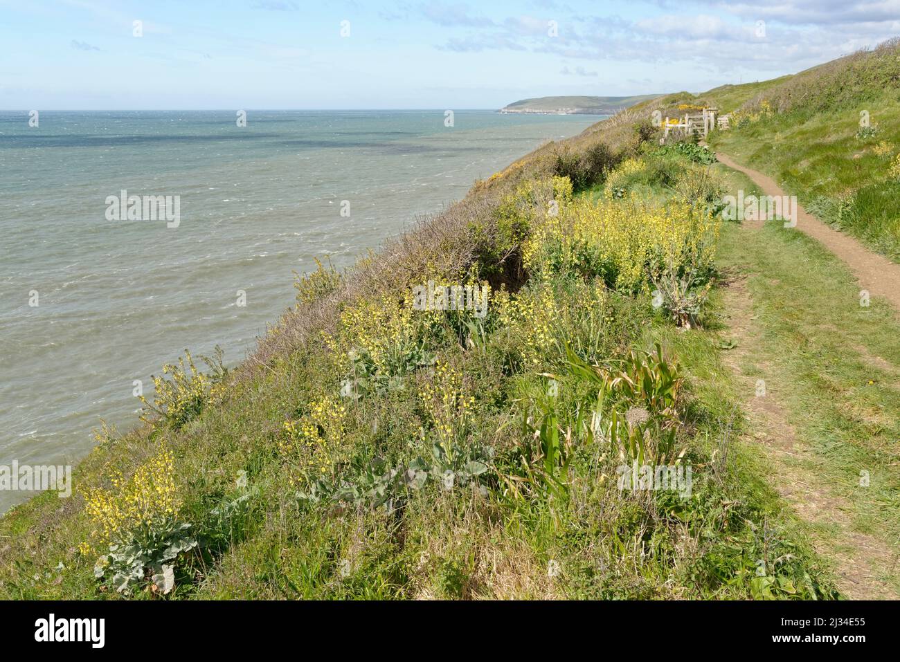 Les touffes de chou de mer (Brassica oleracea var. Oleracea) fleurissent sur le sommet de la falaise côtière, Durlston Country Park, Dorset, Royaume-Uni, mai. Banque D'Images